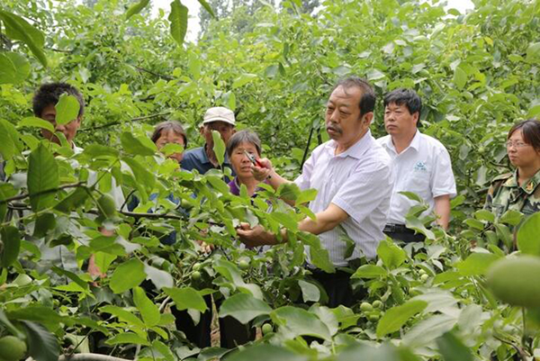 图为李保国在田间为田舍解说核桃栽培实用技术。
